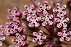 Asclepias nummularia