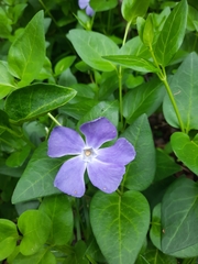 Vinca major