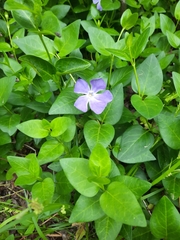 Vinca major