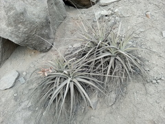 Tillandsia latifolia