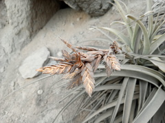 Tillandsia latifolia
