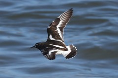 Black Turnstone photo 3
