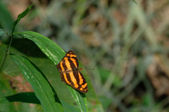 Symbrenthia lilaea