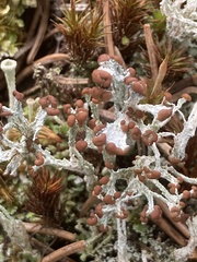 Cladonia cariosa