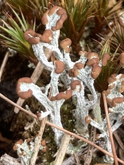 Cladonia cariosa