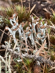 Cladonia cariosa