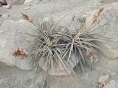 Tillandsia latifolia