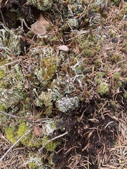 Cladonia cariosa