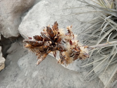 Tillandsia latifolia