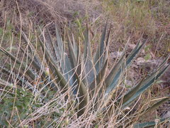 Agave utahensis