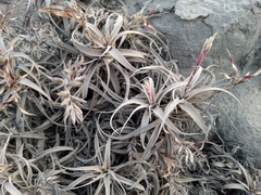 Tillandsia purpurea