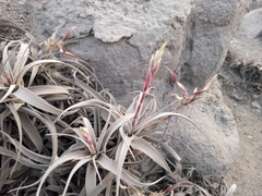 Tillandsia purpurea
