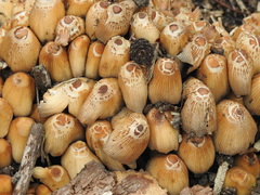 Coprinellus micaceus