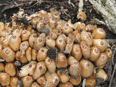 Coprinellus micaceus