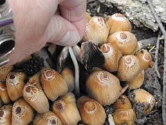 Coprinellus micaceus