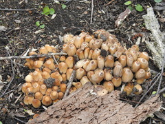 Coprinellus micaceus