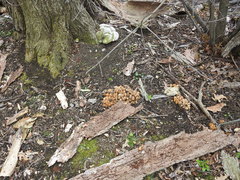 Coprinellus micaceus