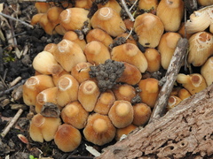 Coprinellus micaceus