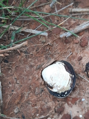 Corbicula fluminea