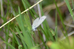 Glaucopsyche lygdamus