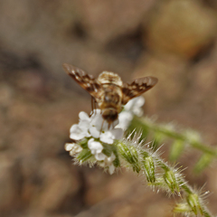 Thyridanthrax nugator