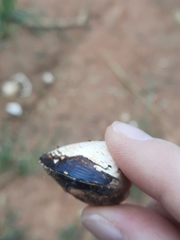 Corbicula fluminea