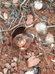 Corbicula fluminea