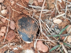 Corbicula fluminea