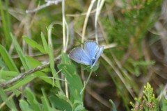 Glaucopsyche lygdamus