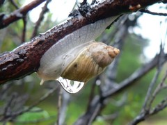 Bothriembryon tasmanicus