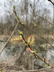 Salix