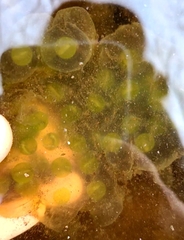 Oophila amblystomatis