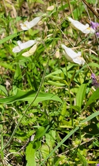 Penstemon tenuiflorus