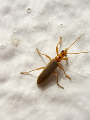 Lycocerus vitellinus