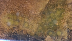 Oophila amblystomatis