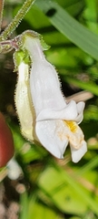 Penstemon tenuiflorus