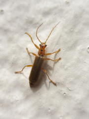 Lycocerus vitellinus