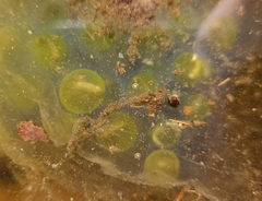 Oophila amblystomatis