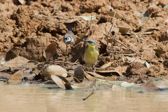 Ptilotula keartlandi