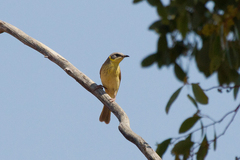 Ptilotula keartlandi