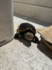 Malaclemys terrapin pileata