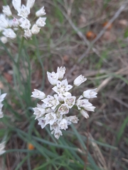 Allium