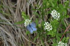 Glaucopsyche lygdamus