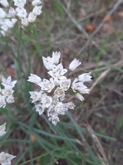 Allium