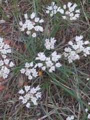 Allium
