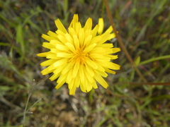 Microseris paludosa