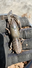 Procambarus gracilis
