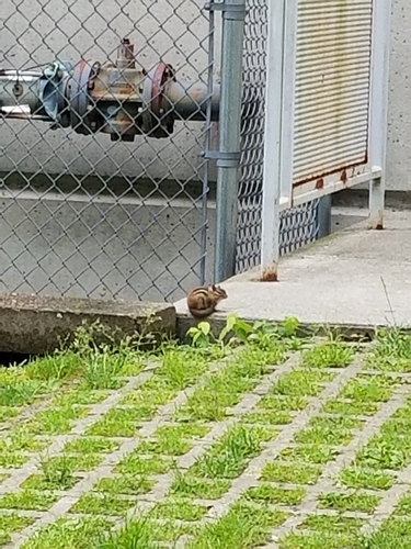 photo of Eastern Chipmunk (Tamias striatus)