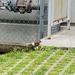 photo of Eastern Chipmunk (Tamias striatus)