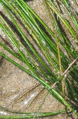 Phyllospadix torreyi